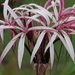Giant Spider Lily - Photo no rights reserved, uploaded by Agnes Trekker