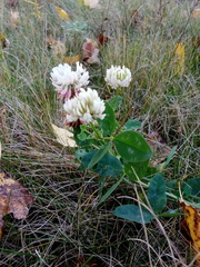 Trifolium repens