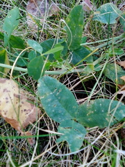 Trifolium repens