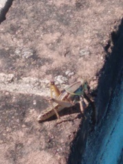 Brachystola behrensii