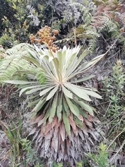 Espeletia corymbosa