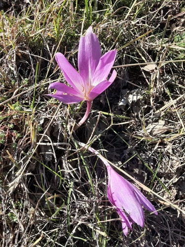 Colchicum speciosum