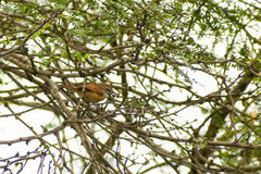 Cantorchilus superciliaris