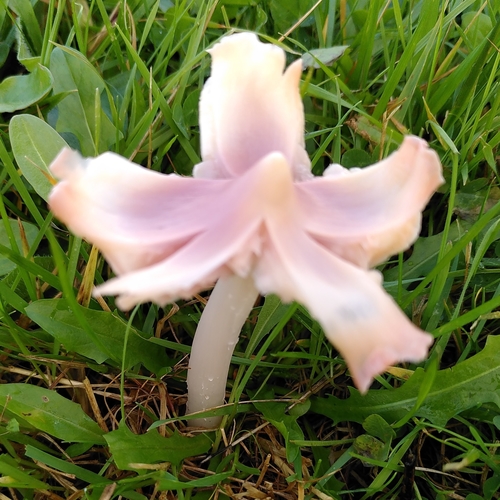 Pink Waxcap