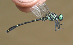 Burmagomphus williamsoni