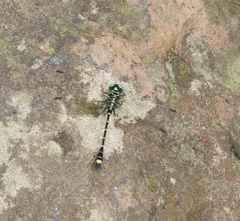 Burmagomphus williamsoni