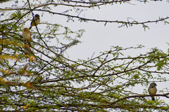 Sporophila peruviana