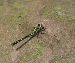 Burmagomphus williamsoni