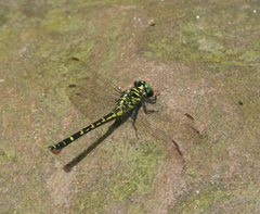 Burmagomphus williamsoni