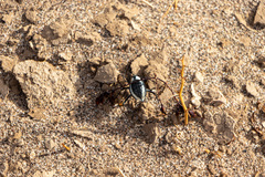 Stenocara gracilipes