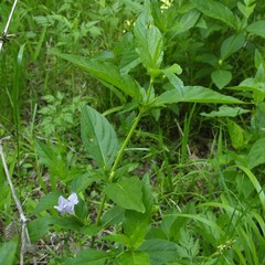 Ruellia humilis