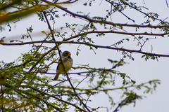 Sporophila peruviana