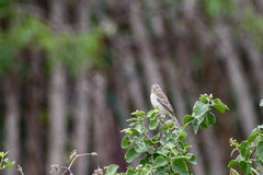 Sporophila peruviana