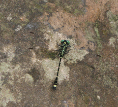 Burmagomphus williamsoni