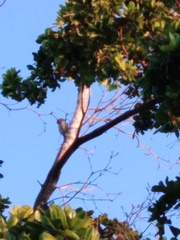 Melanerpes uropygialis