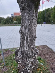 Schizophyllum commune