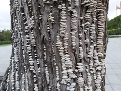 Schizophyllum commune