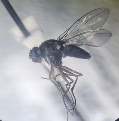 Brachydeutera argentata