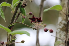 Emplectanthus dalzellii