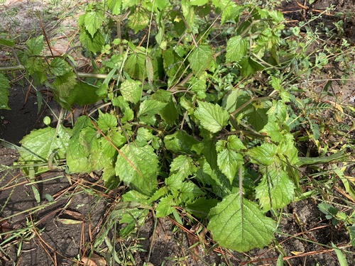 Physalis cordata image