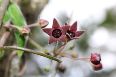 Emplectanthus dalzellii