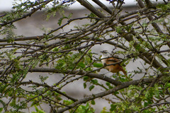 Cantorchilus superciliaris