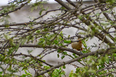 Cantorchilus superciliaris