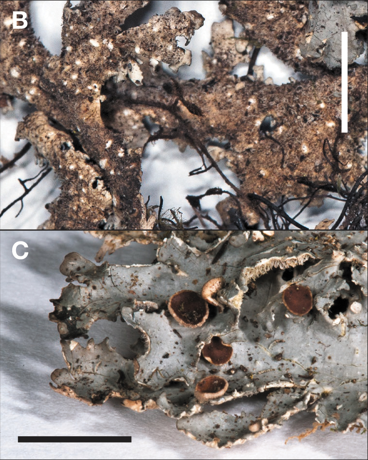 Pseudocyphellaria insculpta