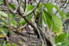 Cantorchilus superciliaris