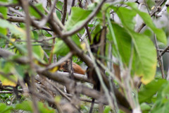 Cantorchilus superciliaris