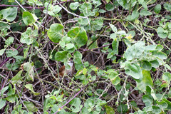 Cantorchilus superciliaris