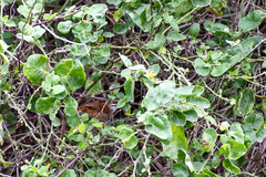 Cantorchilus superciliaris