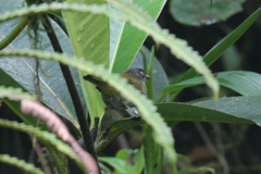 Chlorospingus semifuscus