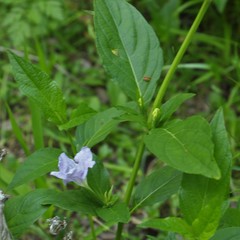 Ruellia humilis