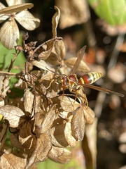 Polistes exclamans