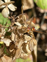 Polistes exclamans