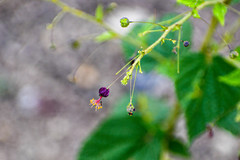 Sidastrum paniculatum