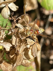 Polistes exclamans