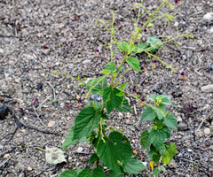 Sidastrum paniculatum