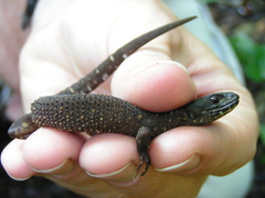 Lepidophyma tuxtlae