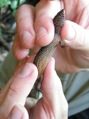 Lepidophyma tuxtlae