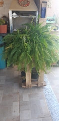 Nephrolepis exaltata