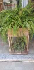 Nephrolepis exaltata