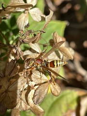 Polistes exclamans