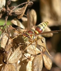 Polistes exclamans