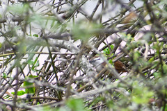 Cantorchilus superciliaris