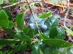 Symplocos limoncillo