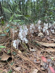 Monotropa uniflora image
