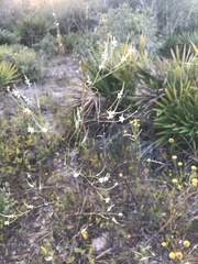 Polygonella gracilis