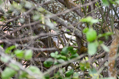 Cantorchilus superciliaris